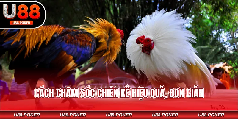 Cách chăm sóc chiến kê hiệu quả, đơn giản