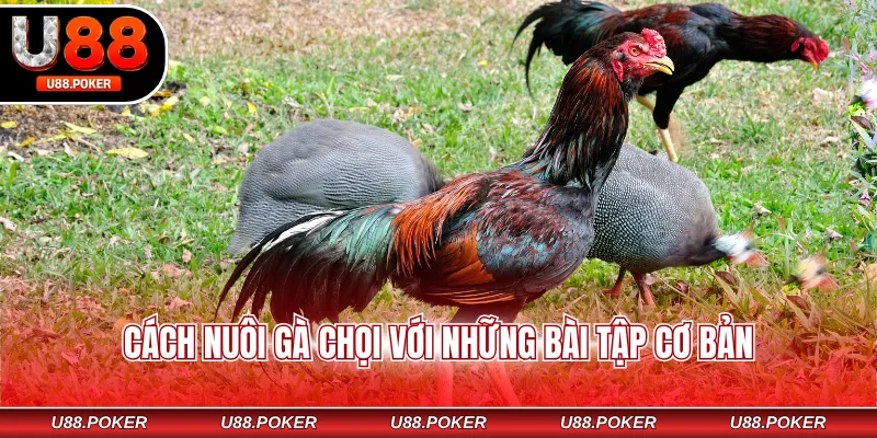Cách nuôi gà chọi với những bài tập cơ bản
