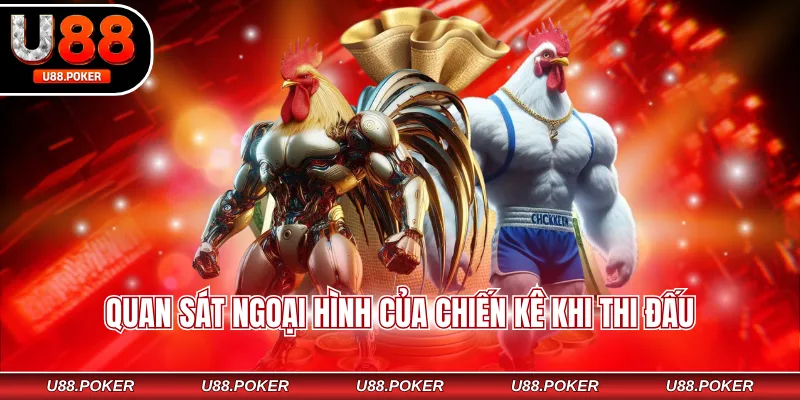 Quan sát ngoại hình của chiến kê khi thi đấu